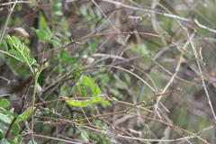 Tephrosia pentaphylla